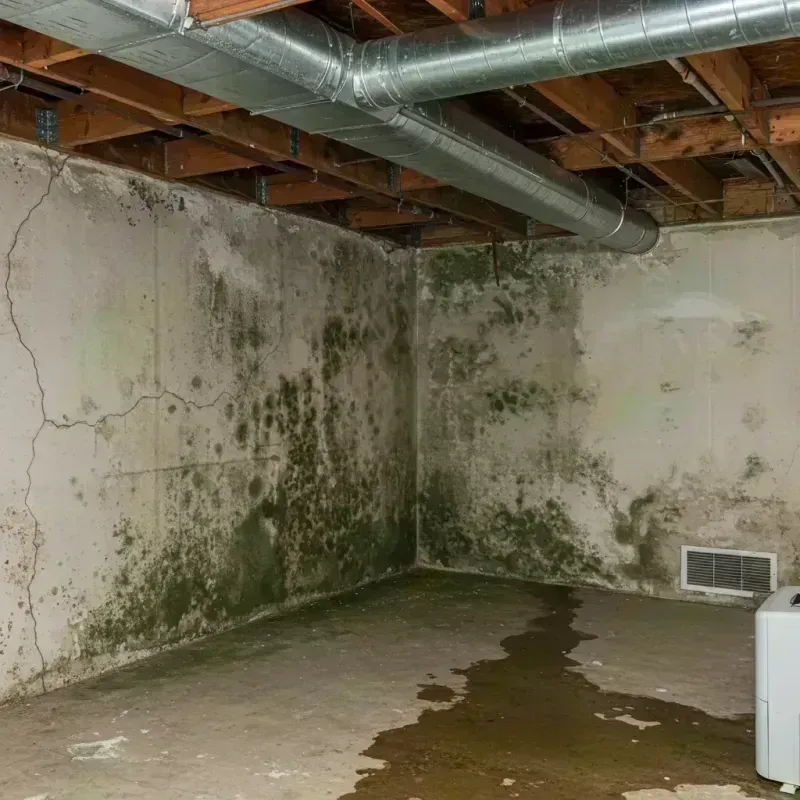 Professional Mold Removal in Butte, AK